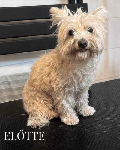 ELŐTTE